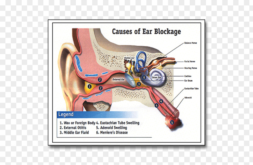 Ear Hearing Product Design Organism Font PNG