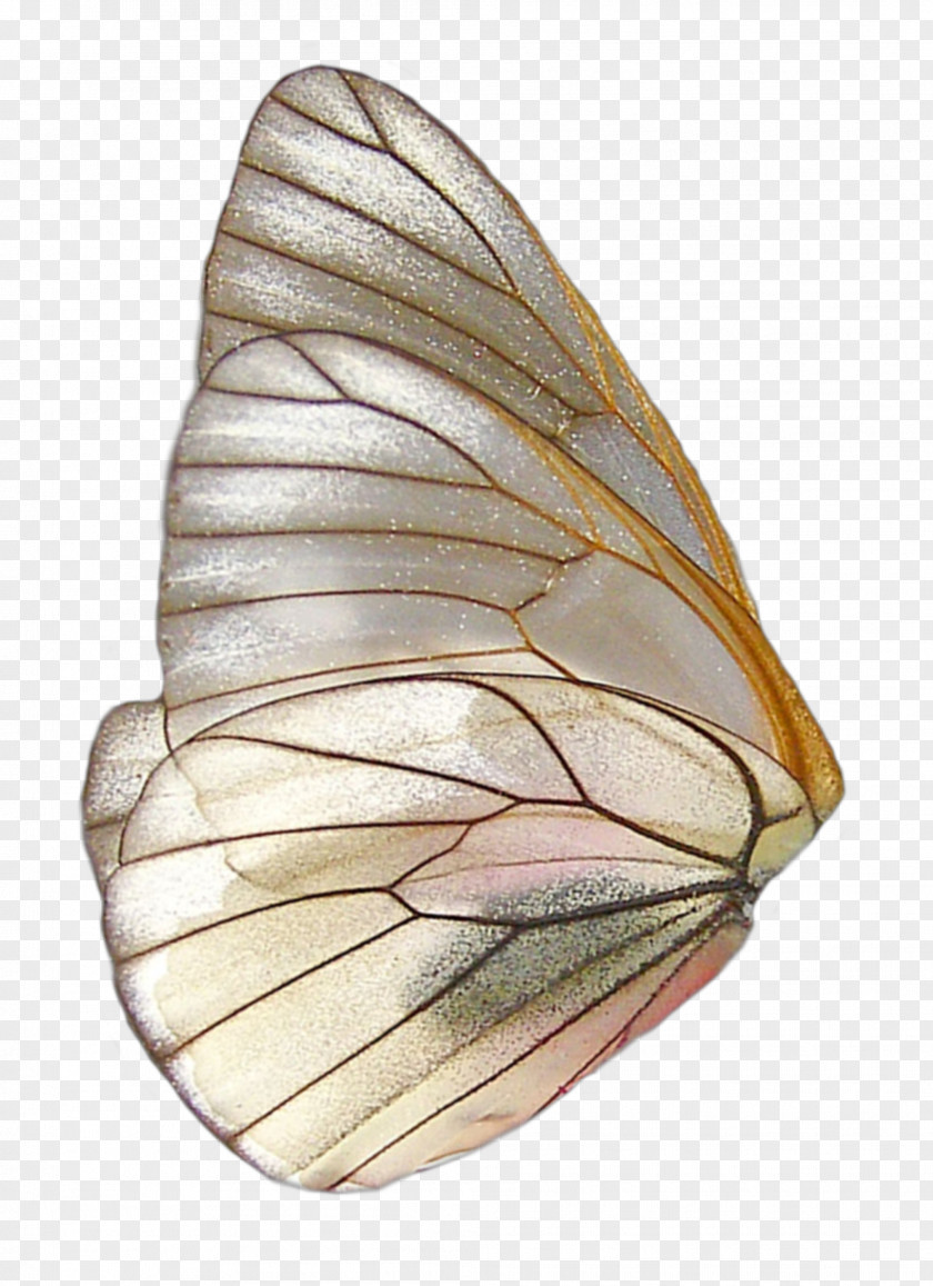 Fairy Wings Image Butterfly PNG