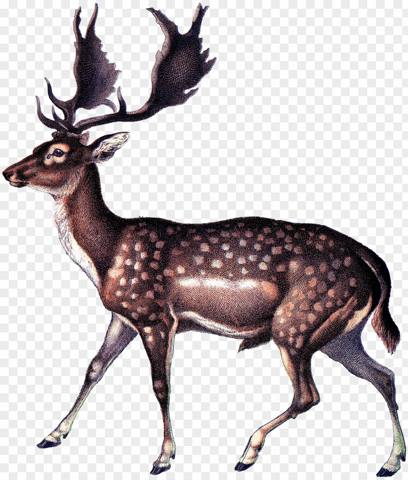 Reindeer Antique White-tailed Deer Elk PNG