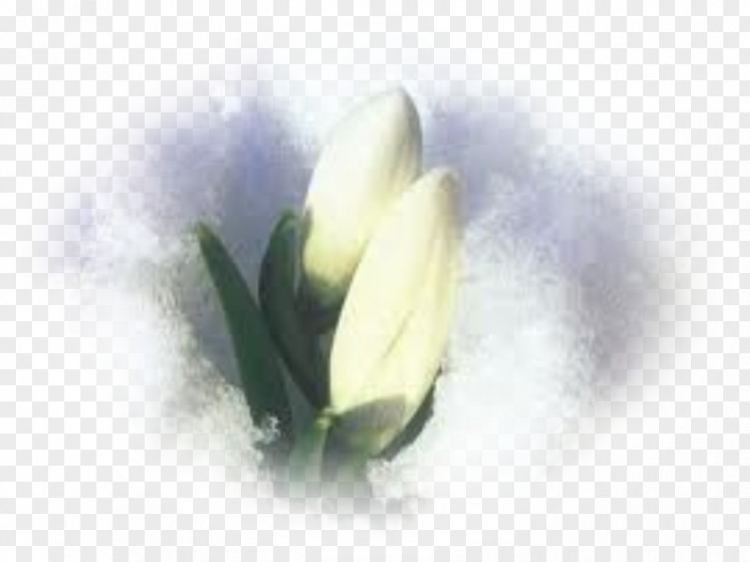 Crocus Photography Perce-neige Snow Desktop Wallpaper Spring PNG