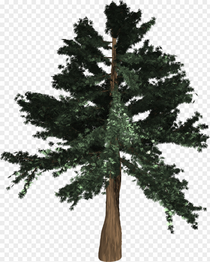 Custom Graphics Pine General Sherman Spruce Conifers Coast Redwood PNG