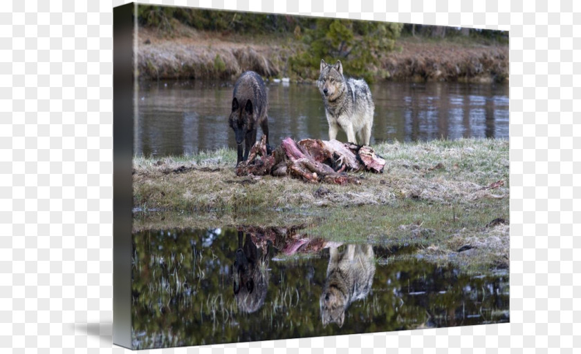Dog Yellowstone National Park Gallery Wrap Pond PNG