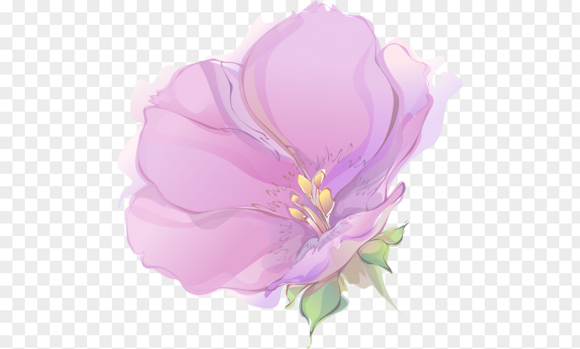 Drawing Rose Petal Plant Magnolia Market Cabbage Herbaceous Plants PNG
