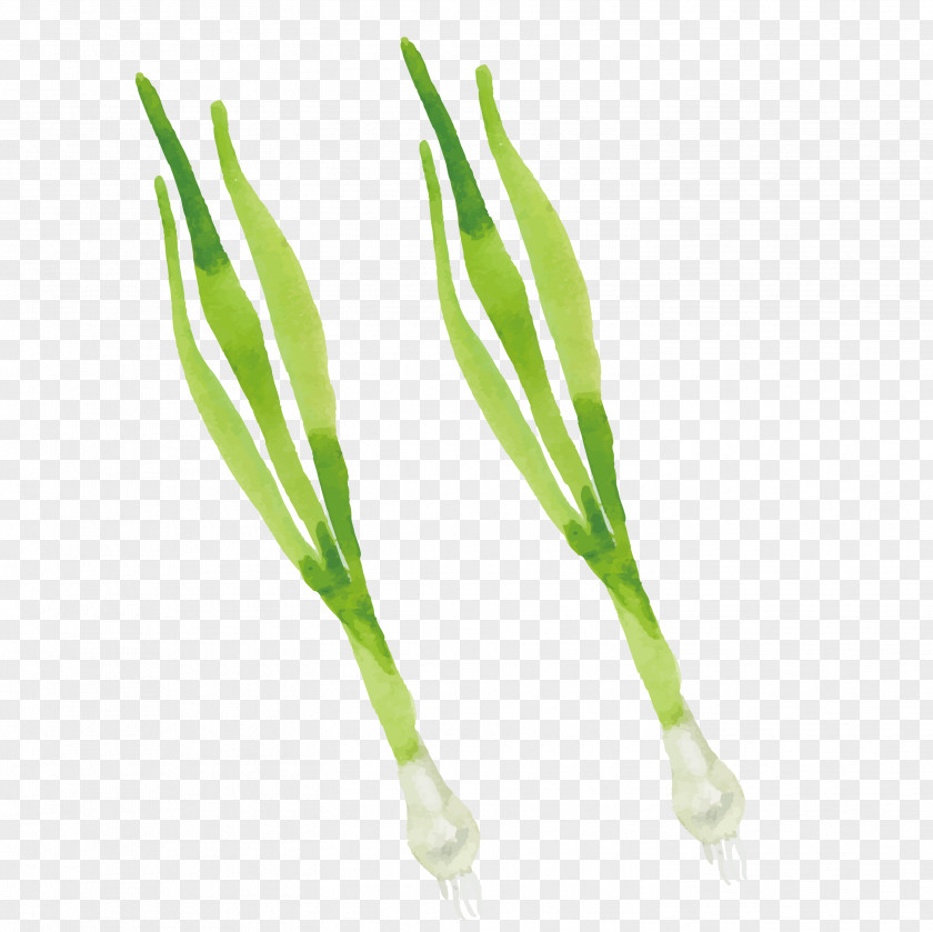 Green Garlic PNG