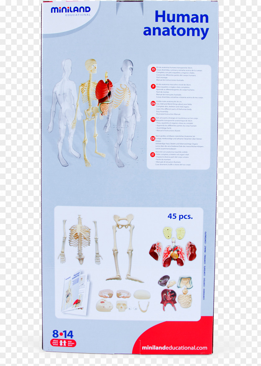 Human Bones Anatomy Skeleton Homo Sapiens Organism PNG