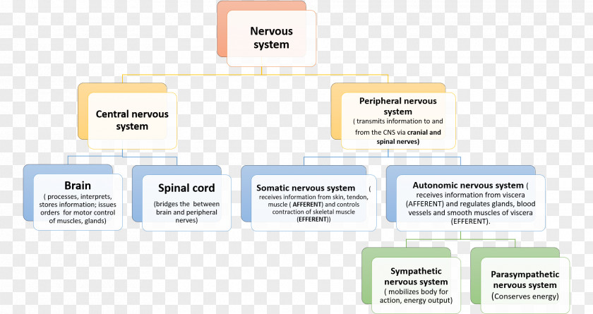 Nerve Structure Paper Organization Logo Service Font PNG