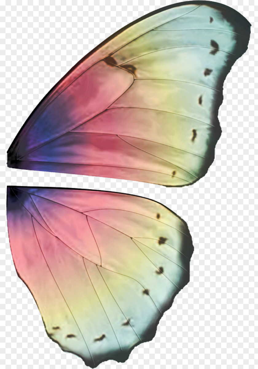 Ali Fairy Butterfly Buffalo Wing Elf PNG