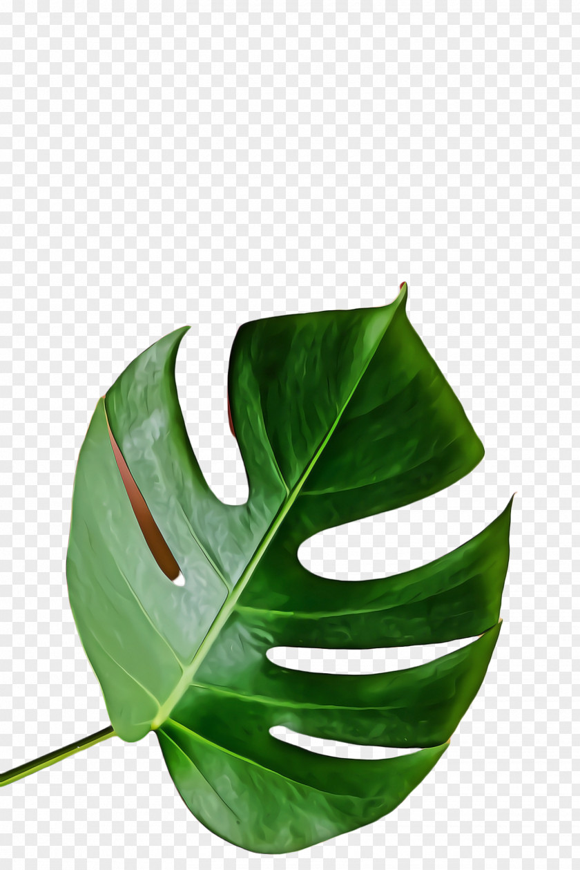 Arum Family Alismatales Tree Background PNG