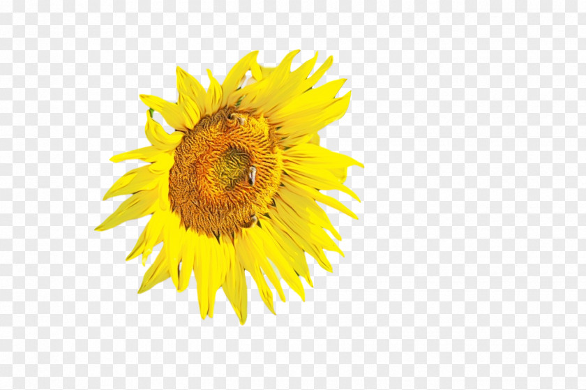 Daisy Family Sunflower Seed Cut Flowers Petal Pollen PNG
