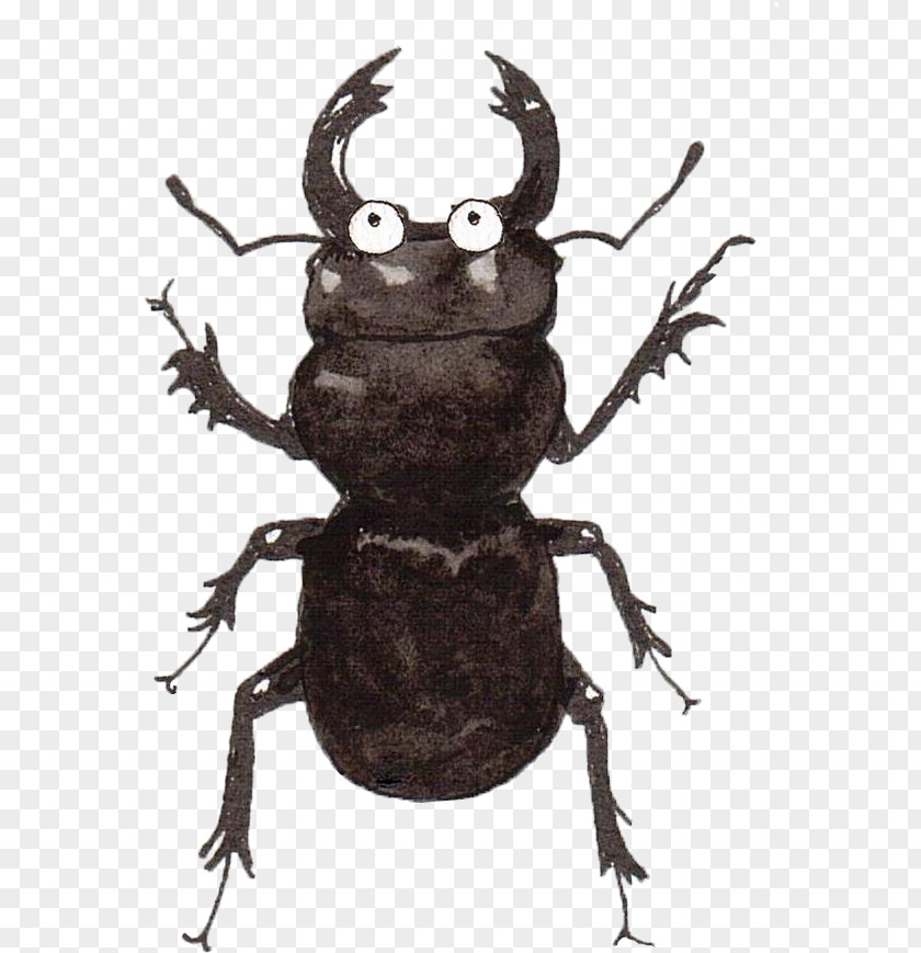 Darkling Beetles Beetle Insect Stag Pest Blister PNG