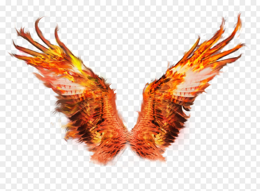 Fire Wings Sacramento Phoenix Firebird PNG