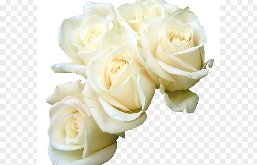 Five White Roses Beautiful Creative Rose Flower Bouquet Green Wallpaper PNG