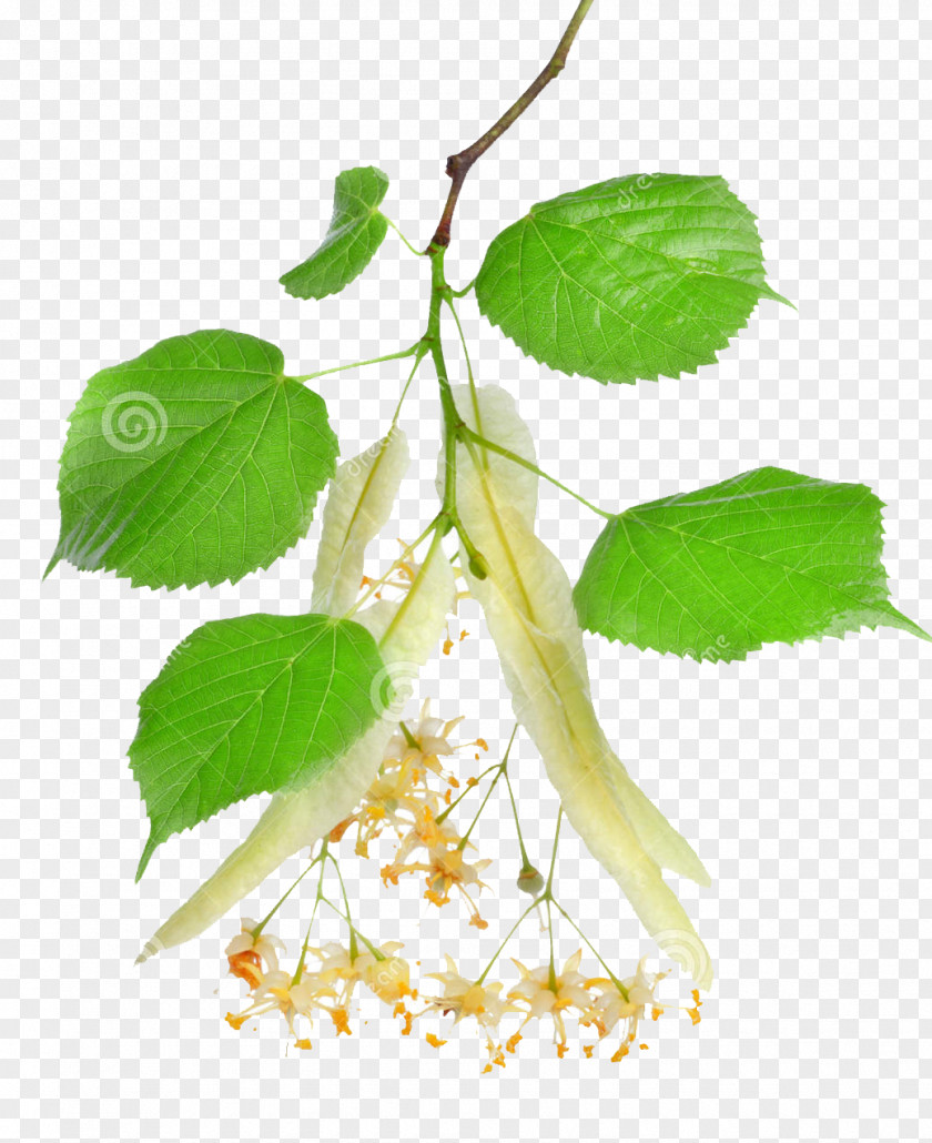 Lime Lindens Stock Photography Tree Royalty-free PNG
