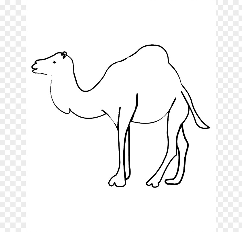 Printable Pictures Of Insects Bactrian Camel Dromedary Coloring Book Drawing Child PNG