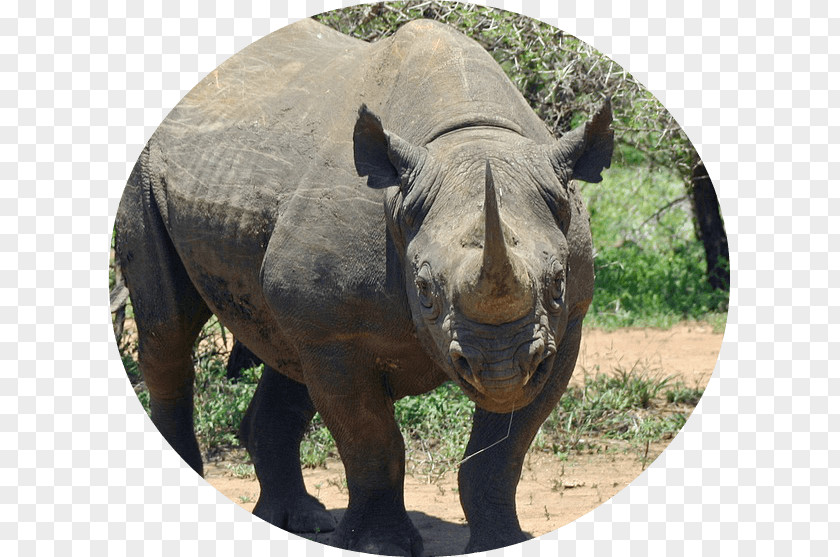 Rhino Africa Javan Rhinoceros Western Black Sumatran PNG