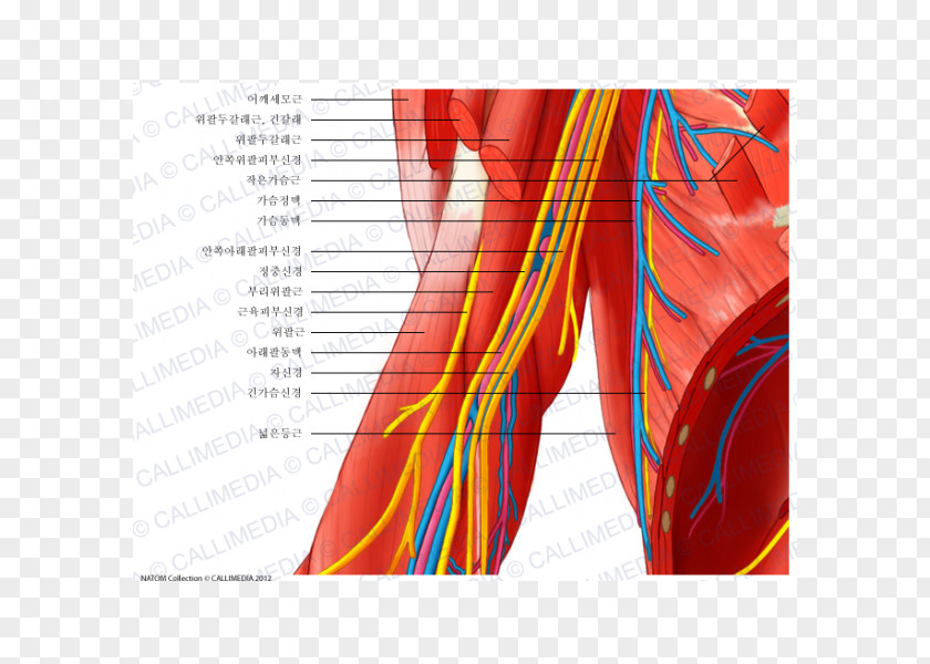 Arm Elbow Ulnar Nerve Blood Vessel Nervous System PNG