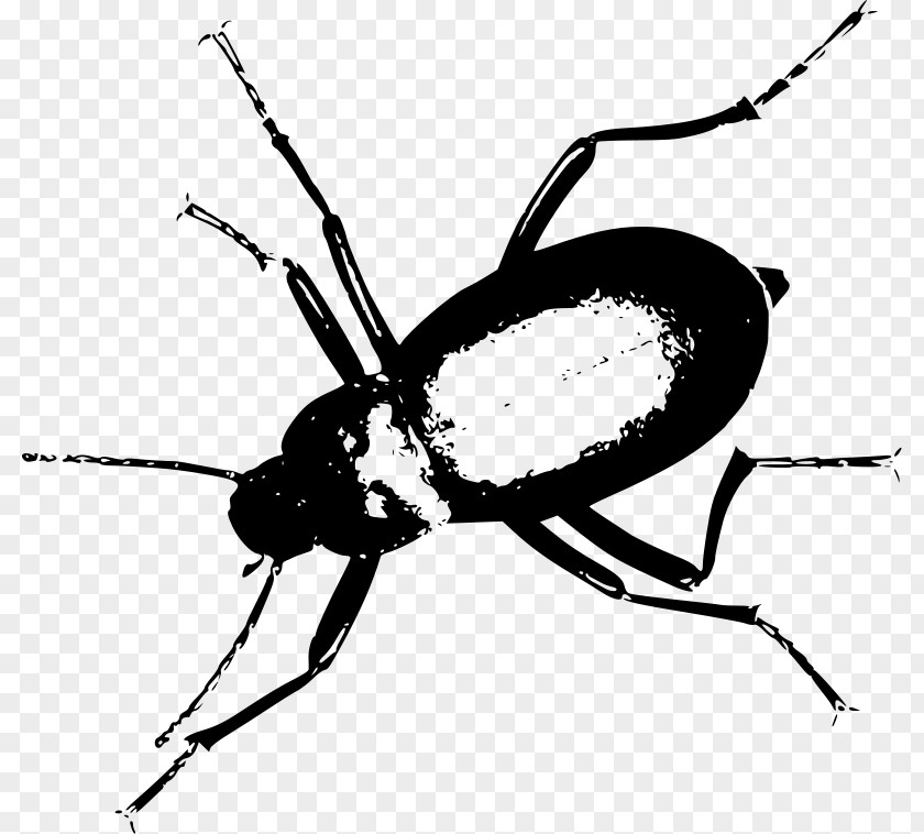 Freehand Sketching Darkling Beetle Mealworm Clip Art PNG