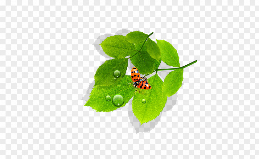 Leaves Leaf Dew Euclidean Vector PNG