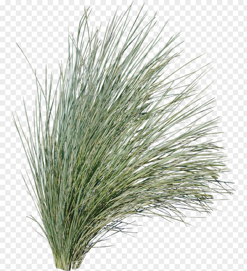 Pine Grasses Plant Evergreen Tussock PNG