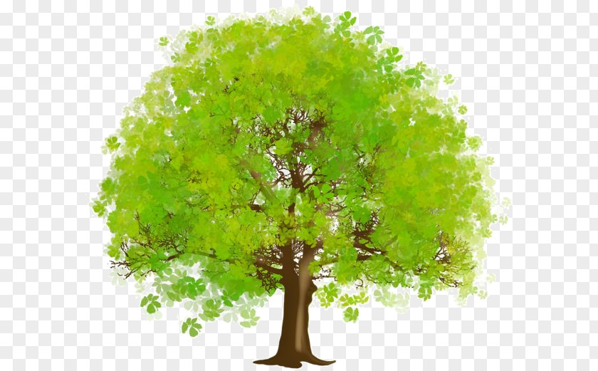 Tree Clip Art Openclipart Free Content Branch PNG