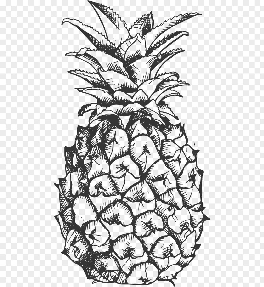 3d Fruits Sketch Pineapple Fruit Drawing Black And White Clip Art PNG