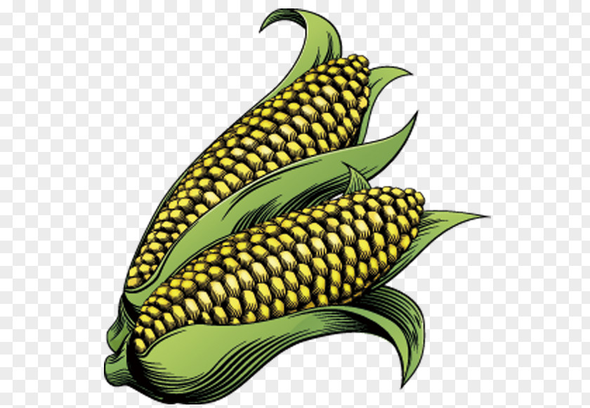 Corn On The Cob Maize Drawing Clip Art PNG