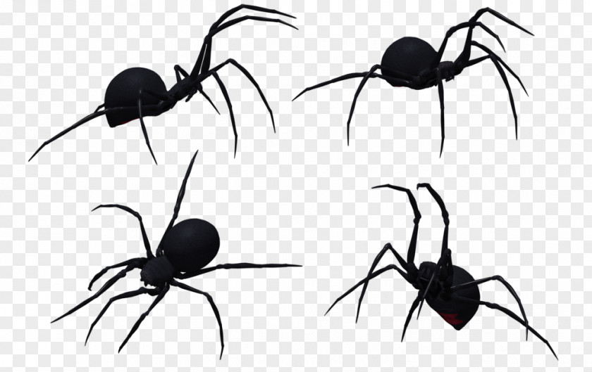 Spider Widow Spiders Web Clip Art PNG