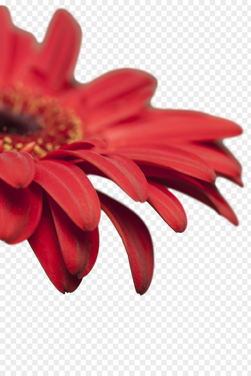 Transvaal Daisy Cut Flowers Petal Red Flower PNG