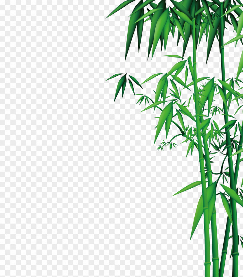 Bamboo Download PNG