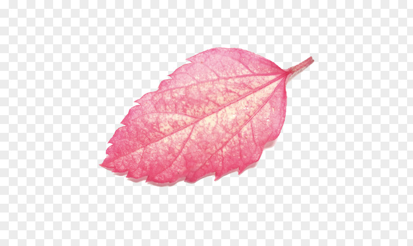 Beautiful Autumn Leaves Leaf PNG