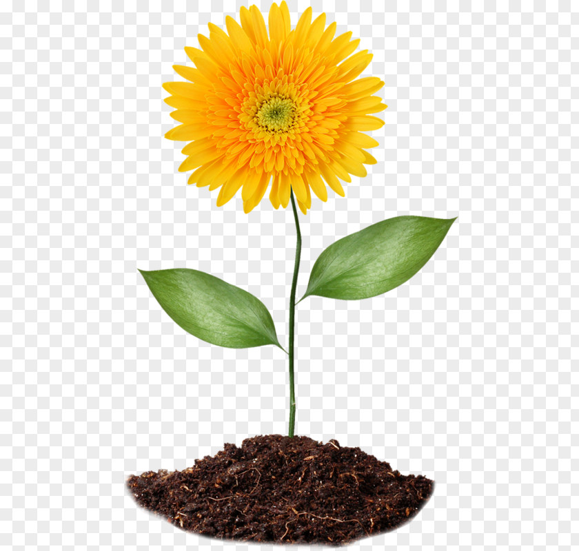 Flower Common Sunflower Soil Clip Art PNG