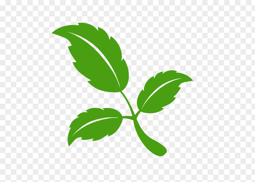 Leaf Cartoon PNG