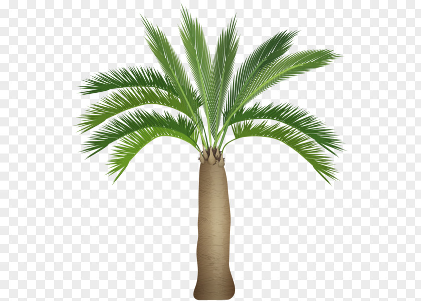 Palm Border Arecaceae Drawing PNG