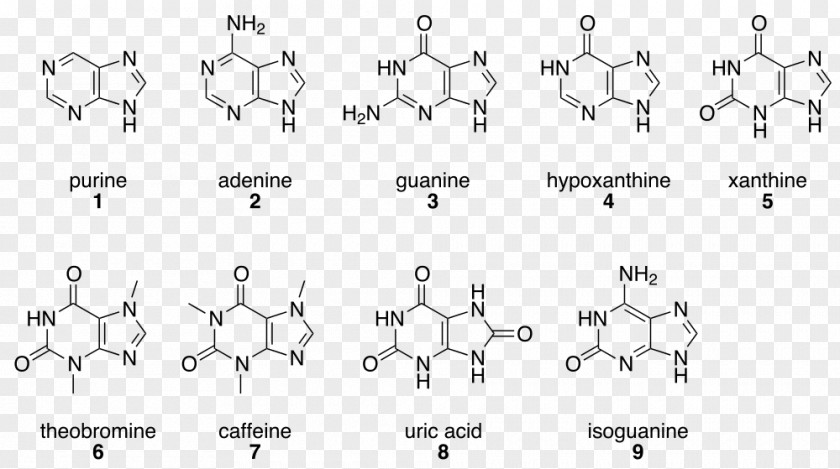 Purine プリン塩基 Adenine Base Guanine PNG