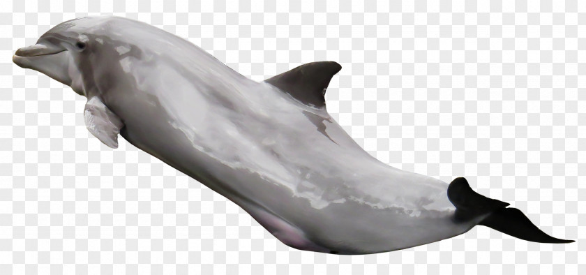 Dolphin Tucuxi PNG