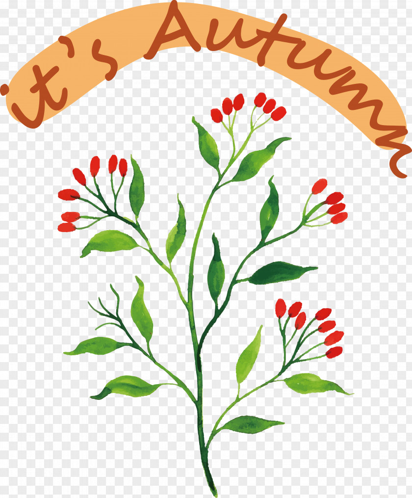 Floral Design PNG