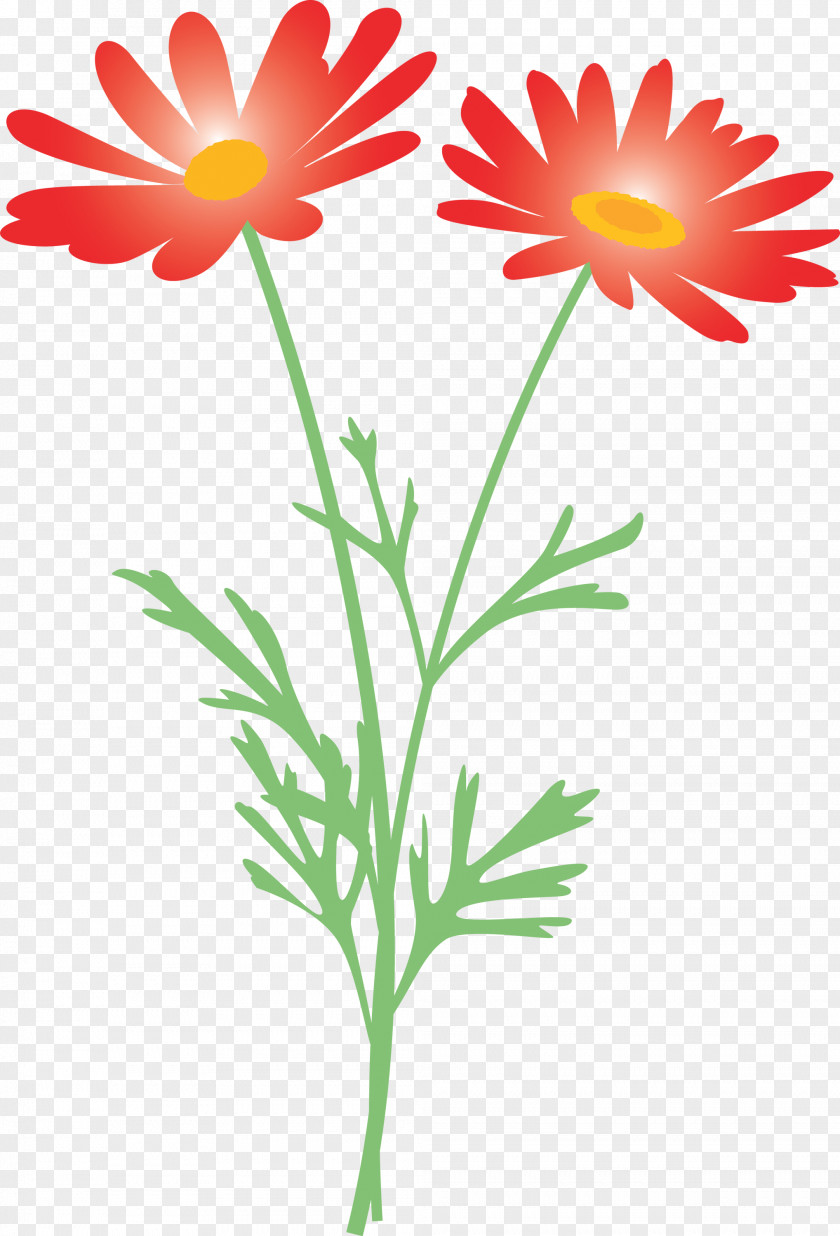 Marguerite Flower Spring PNG