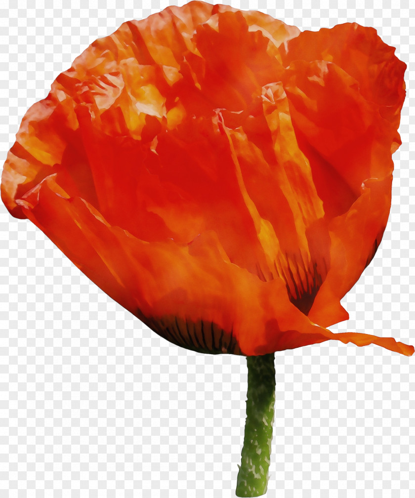 Orange PNG