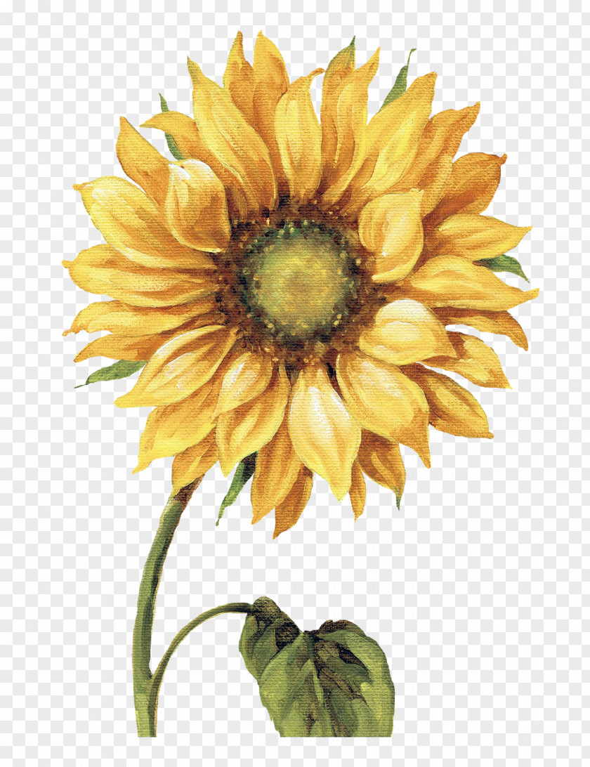 Painting Work Of Art Drawing Common Sunflower Printmaking PNG