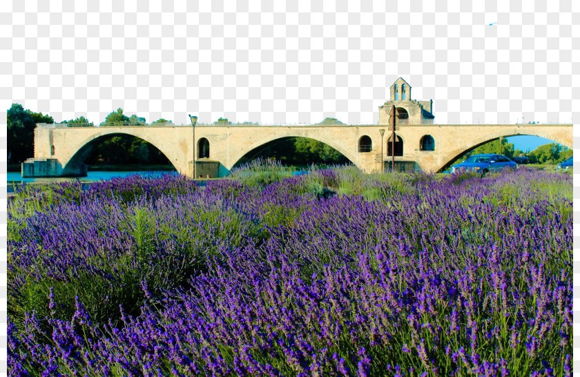 Provence, France A Aix-en-Provence English Lavender Alps Rhxf4ne PNG