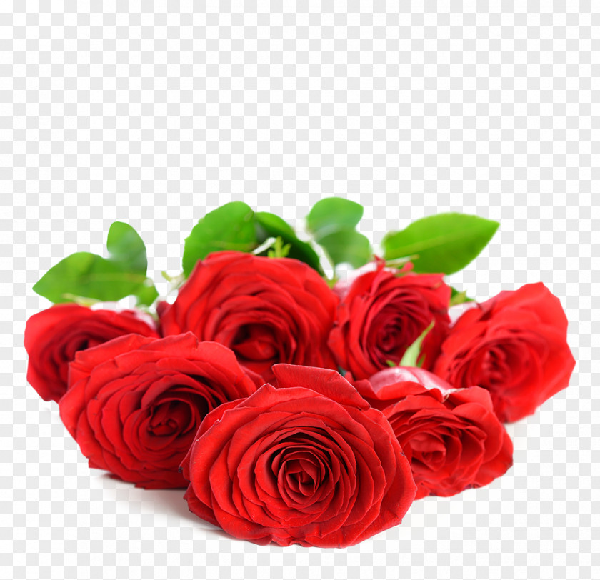 Rose Damask Flower Wallpaper PNG
