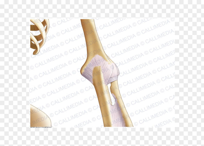 Skeleton Thumb Elbow Shoulder Ligament Anatomy PNG