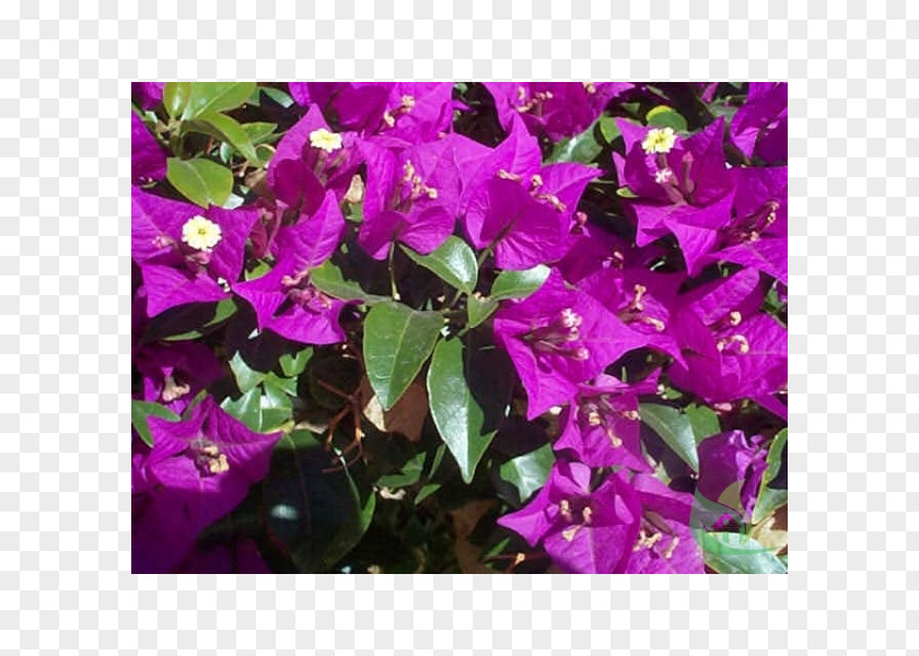 Bougainvillea Jasminum Azoricum Plant Spectabilis Ipomoea Carnea Nudiflorum PNG