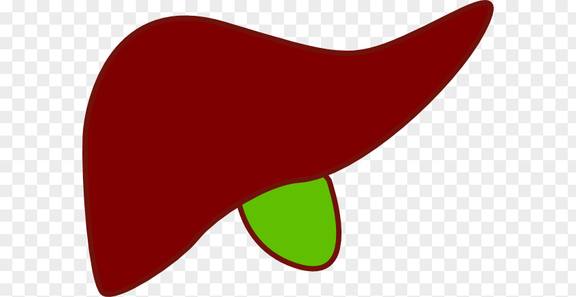 Liver Cliparts Clip Art PNG