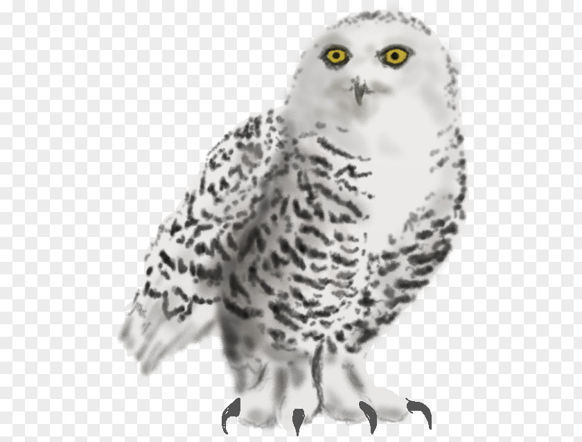 Menagerie Snowy Owl Whiskers Beak Animal PNG