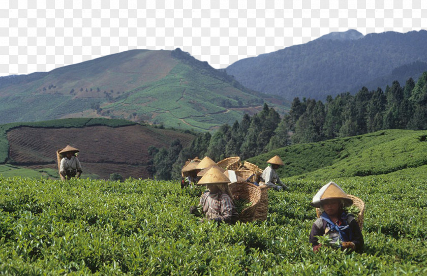 Tea Field Download Stock Photography PNG