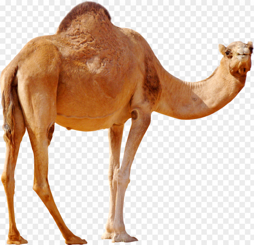 Camel Dromedary Wild Bactrian PNG