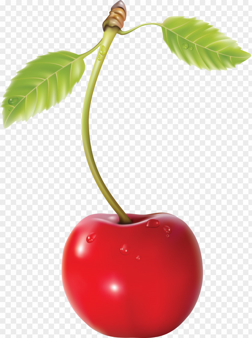 Cherry Pie Blossom PNG