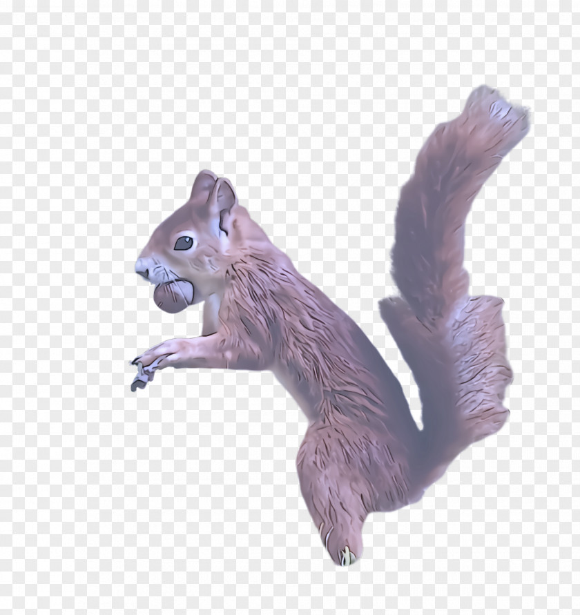 Eurasian Red Squirrel Tail Fox Animal Figure Ground Squirrels Chipmunk PNG