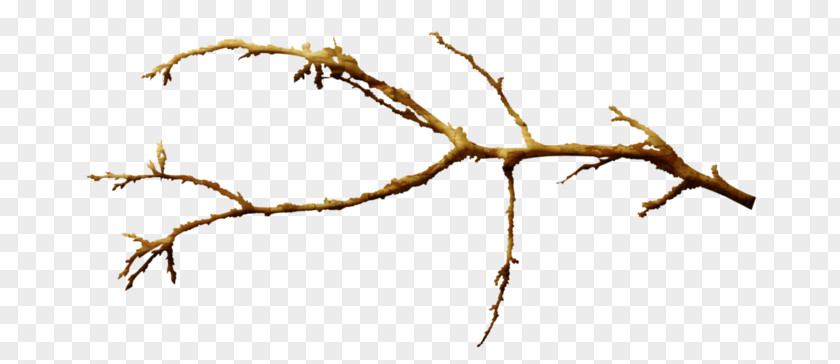 Leaf Twig Hoodie Branch Plant Stem PNG